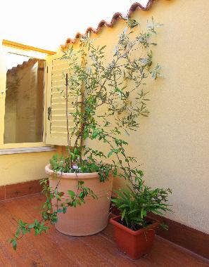 Ferienhaus in Piran (Piran) oder Ferienwohnung oder Ferienhaus