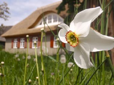 Ferienhaus in Wieck (Fischland-Dar�-Zingst) oder Ferienwohnung oder Ferienhaus