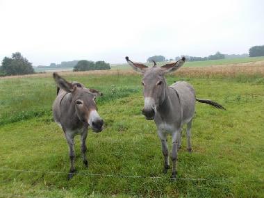 Ferienhaus in criquetot l esneval (Seine-Maritime) oder Ferienwohnung oder Ferienhaus