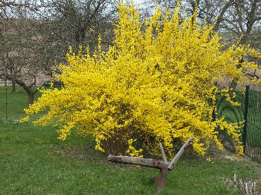 Garten im Fr�hling 