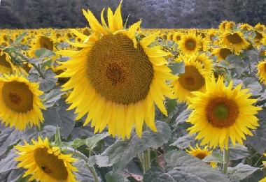 Villa in Beziers (H�rault) oder Ferienwohnung oder Ferienhaus