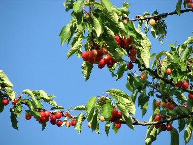 Ferienwohnung in KUHLENDORF (Bas-Rhin) oder Ferienwohnung oder Ferienhaus