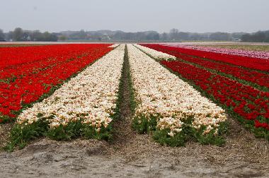 Blumenzwiebelnfelder.