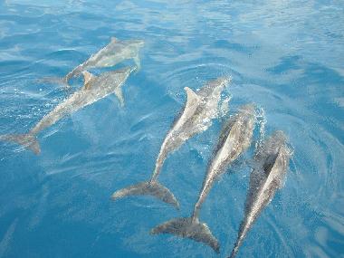 Ferienwohnung in Sal Rei (Boa Vista) oder Ferienwohnung oder Ferienhaus
