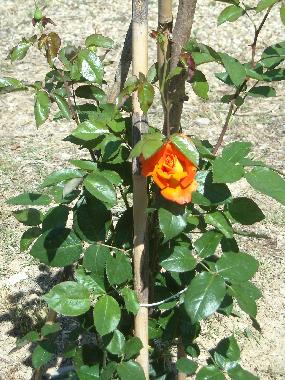 Ferienhaus in Diano Castello (Imperia) oder Ferienwohnung oder Ferienhaus