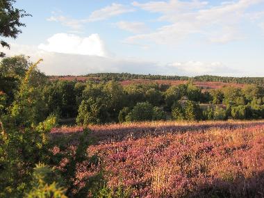 Heideblte bei Oberhaverbeck