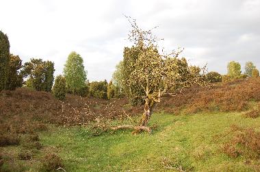 die Heide im Frhling