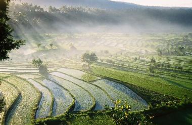 Villa in Legian  (Bali) oder Ferienwohnung oder Ferienhaus