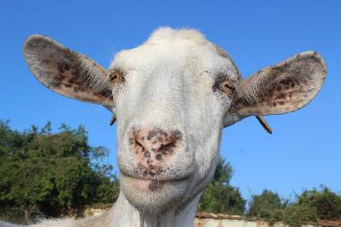 Ferienhaus in Popovo (Turgovishte) oder Ferienwohnung oder Ferienhaus