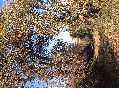 Ferienhaus in Mosciano S.Angelo (Teramo) oder Ferienwohnung oder Ferienhaus