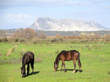 Villa in San Teodoro (Olbia-Tempio) oder Ferienwohnung oder Ferienhaus