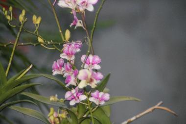 Ferienhaus in T. Huai Yai (Chon Buri) oder Ferienwohnung oder Ferienhaus