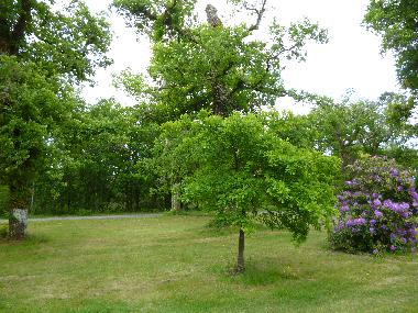 Ferienhaus in BOOS (Landes) oder Ferienwohnung oder Ferienhaus