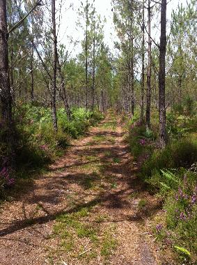Ferienhaus in BOOS (Landes) oder Ferienwohnung oder Ferienhaus