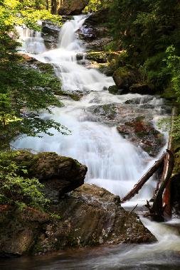 Rieslochflle bei Bodenmais