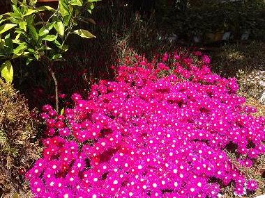 Ferienwohnung in BENAOJAN (Mlaga) oder Ferienwohnung oder Ferienhaus