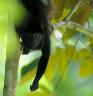 Ferienhaus in Puerto Viejo/Cocles (Limon) oder Ferienwohnung oder Ferienhaus