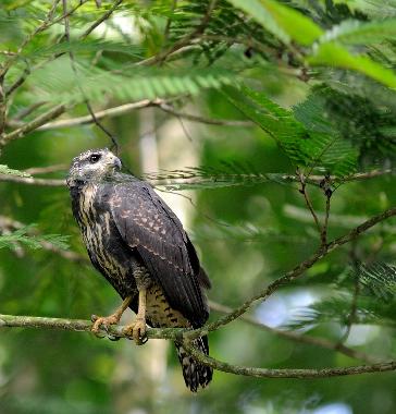 Ferienhaus in Puerto Viejo/Cocles (Limon) oder Ferienwohnung oder Ferienhaus