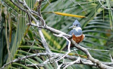 Ferienhaus in Puerto Viejo/Cocles (Limon) oder Ferienwohnung oder Ferienhaus