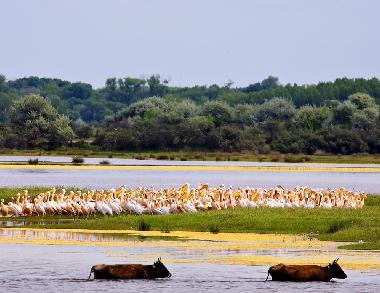 Ferienhaus in Somova (Tulcea) oder Ferienwohnung oder Ferienhaus