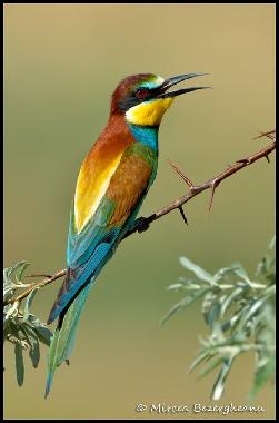 Ferienhaus in Somova (Tulcea) oder Ferienwohnung oder Ferienhaus