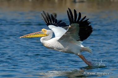 Ferienhaus in Somova (Tulcea) oder Ferienwohnung oder Ferienhaus
