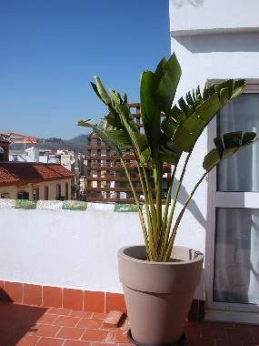 Ferienwohnung in MALAGA (M�laga) oder Ferienwohnung oder Ferienhaus
