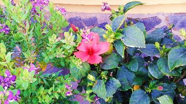 Ferienwohnung in Rojales (Alicante / Alacant) oder Ferienwohnung oder Ferienhaus