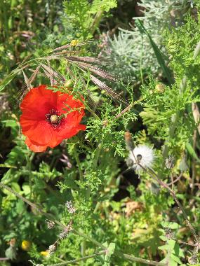 Klatschmohn auf der Sinis