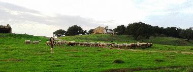 Ferienwohnung in Santiago do Cac�m (Alentejo Litoral) oder Ferienwohnung oder Ferienhaus