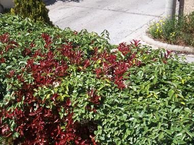 Villa in rafina (Attiki) oder Ferienwohnung oder Ferienhaus