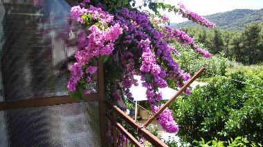 Ferienwohnung in Stari Grad (Splitsko-Dalmatinska) oder Ferienwohnung oder Ferienhaus