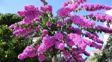 Ferienwohnung in Stari Grad (Splitsko-Dalmatinska) oder Ferienwohnung oder Ferienhaus