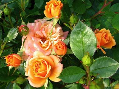 Ferienwohnung in Stari Grad (Splitsko-Dalmatinska) oder Ferienwohnung oder Ferienhaus