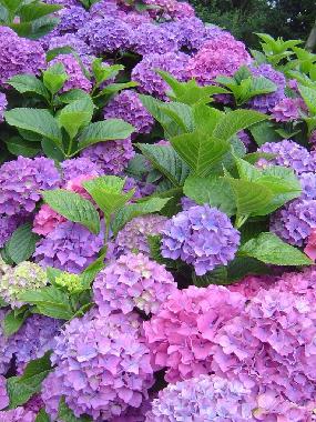 Ferienwohnung in Stari Grad (Splitsko-Dalmatinska) oder Ferienwohnung oder Ferienhaus