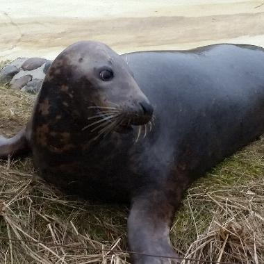 Ferienwohnung in Brunsb�ttel (Nordsee-Festland) oder Ferienwohnung oder Ferienhaus