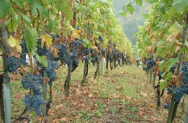 Ferienhaus in �entrupert (Trebnje) oder Ferienwohnung oder Ferienhaus