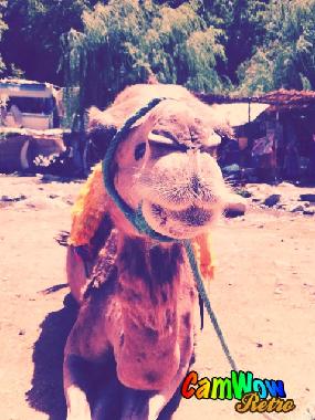 Ferienwohnung in Marrakech (Marrakech) oder Ferienwohnung oder Ferienhaus