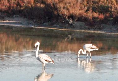 Ferienhaus in San Giovanni Suergiu (Carbonia-Iglesias) oder Ferienwohnung oder Ferienhaus