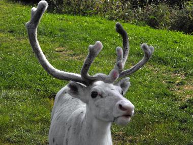 Ferienhaus in Gargn�s (V�sterbotten) oder Ferienwohnung oder Ferienhaus