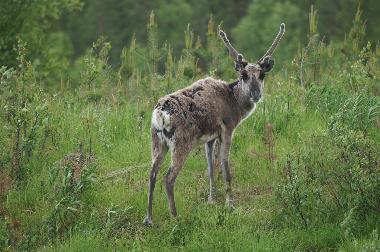Ferienhaus in Gargn�s (V�sterbotten) oder Ferienwohnung oder Ferienhaus
