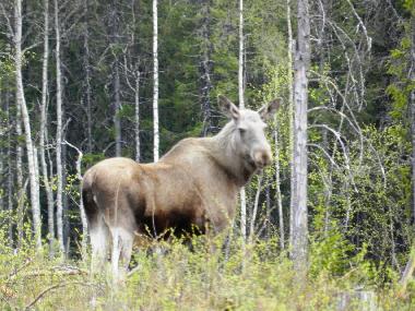 Ferienhaus in Gargn�s (V�sterbotten) oder Ferienwohnung oder Ferienhaus