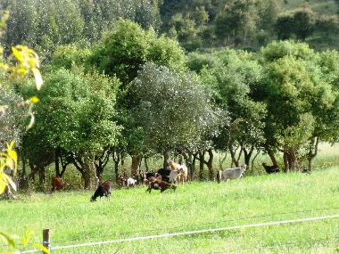 Ferienhaus in Cercal do Alentejo (Alentejo Litoral) oder Ferienwohnung oder Ferienhaus
