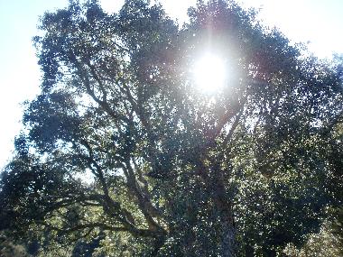 Ferienhaus in Cercal do Alentejo (Alentejo Litoral) oder Ferienwohnung oder Ferienhaus