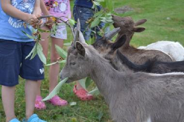 Ferienwohnung in Pianello del Lario (Como) oder Ferienwohnung oder Ferienhaus