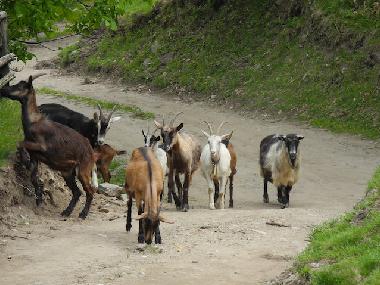 Ferienwohnung in Pianello del Lario (Como) oder Ferienwohnung oder Ferienhaus
