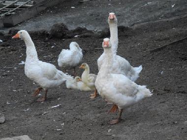 Ferienwohnung in Pianello del Lario (Como) oder Ferienwohnung oder Ferienhaus