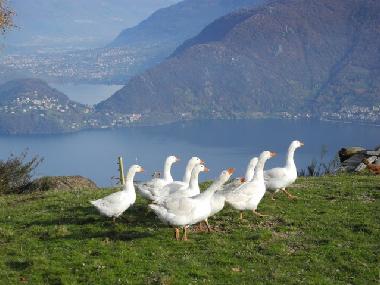 Ferienwohnung in Pianello del Lario (Como) oder Ferienwohnung oder Ferienhaus