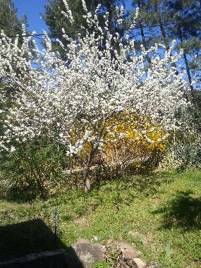 Ferienhaus in malbosc (Ard�che) oder Ferienwohnung oder Ferienhaus