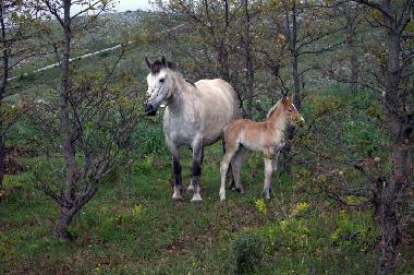 Pension in San Marco in Lamis (Foggia) oder Ferienwohnung oder Ferienhaus